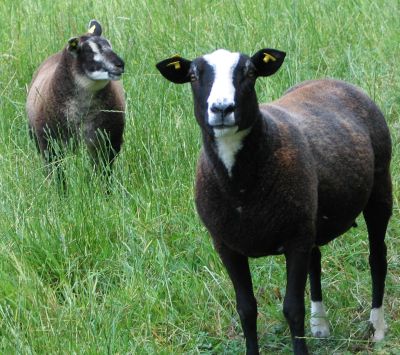sheep 2